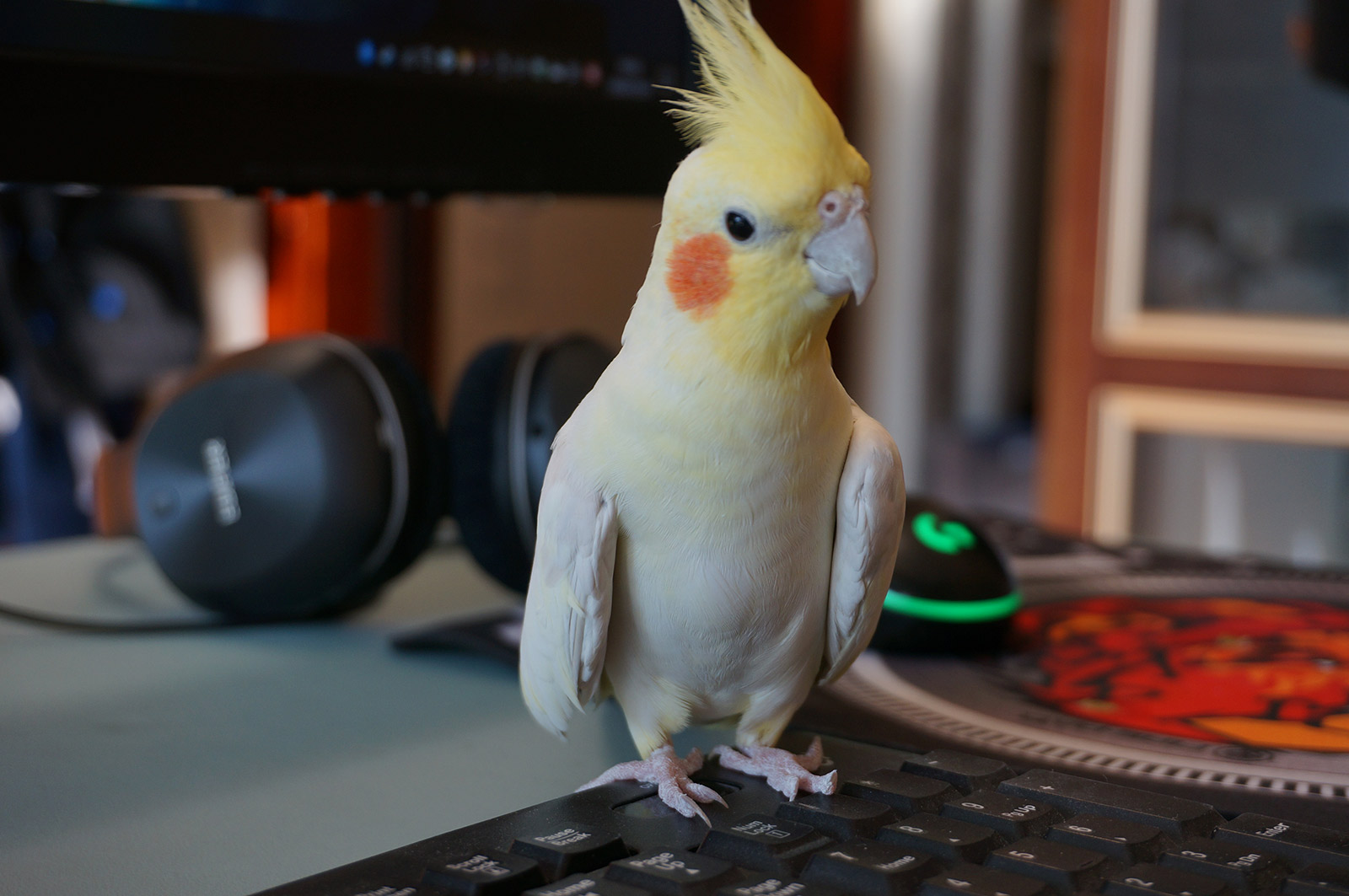 为什么不理我，真傲娇